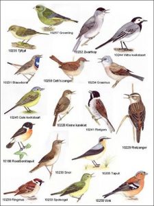 Veel voorkomende vogelsoorten